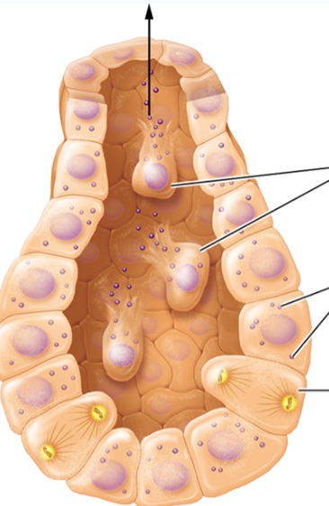<ul><li><p>used by sebaceous glands in skin to secrete sebum </p></li><li><p>secretory cells accumulate product in cytosol and only release product when cell ruptures and dies</p></li><li><p>cells replaced by mitosis at gland base </p></li></ul><p></p>