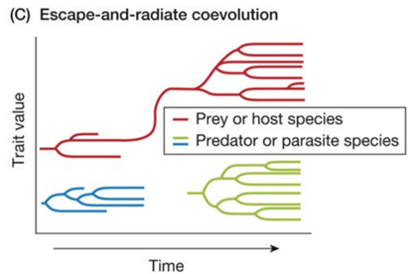 <p>a species evolves a defense against enemies and is thereby enabled to proliferate into a diverse clade</p>