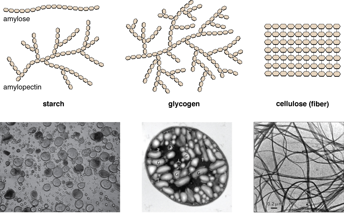 <ul><li><p>polymer forms <u>long straight chains</u> of <mark data-color="#67f16c" style="background-color: #67f16c; color: inherit">beta glucose monomers</mark> that are only joined by <u>1-4 glycosidic bond</u></p></li><li><p>chains are held in parallel by<mark data-color="#77f665" style="background-color: #77f665; color: inherit"> many hydrogen bonds</mark> to form a<mark data-color="#42fd76" style="background-color: #42fd76; color: inherit"> fibril structure</mark></p></li><li><p>many hydrogen bonds<u> provide collective strength</u></p></li><li><p><u>insoluble </u>(wont affect water potential)</p></li><li><p>can resist osmotic pressure</p></li><li><p>bond is difficult to break</p></li><li><p>resists actions of enzymes</p></li></ul><p></p>