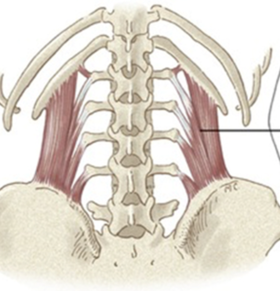 <p>what muscle is indicated in the photo?</p>