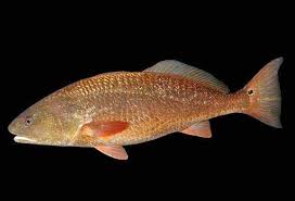 <p>2 nostrils, distinctive pointy gills</p>