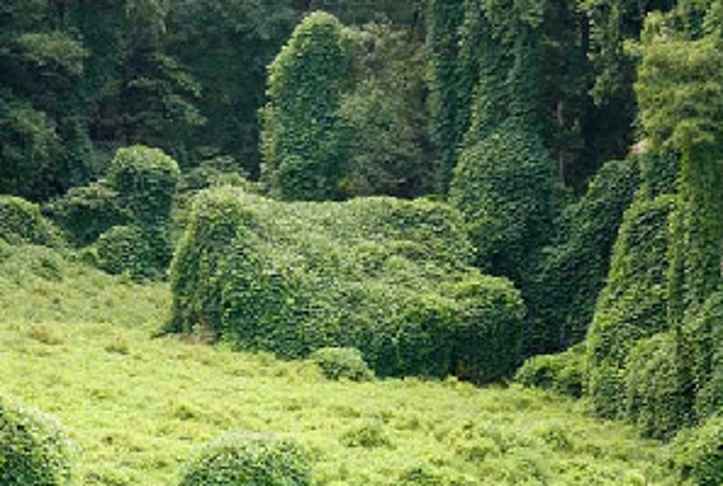 <p>Species generally introduced by humans, that take hold outside of their native range. Typically decrease the biodiversity of native species.</p>