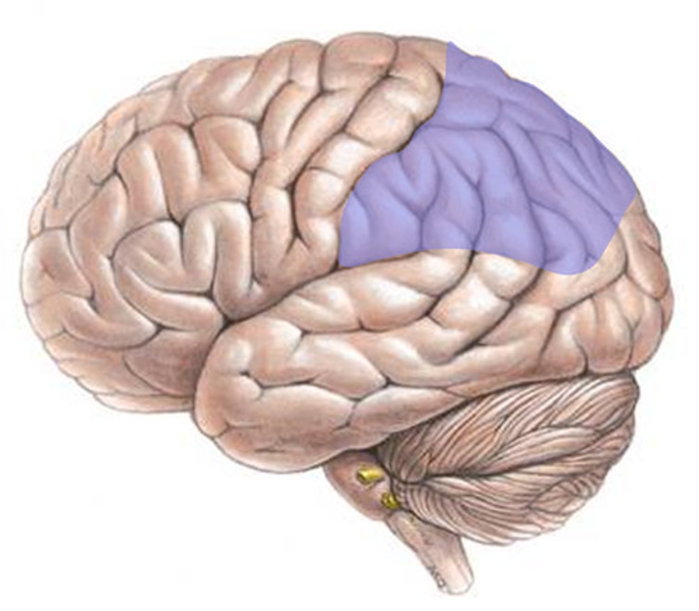 <p>The highest level of the dorsal stream.</p><p>Shape, size, orientation, movement, visual maps (relation of one object to another).</p><p>Unilateral lesions causes neglect syndrome.</p>
