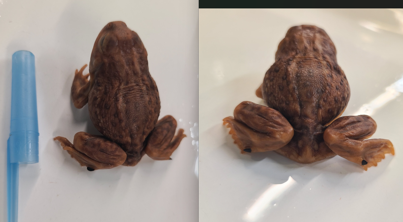 <p>Scientific name and distinguishing features</p>