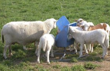 <p>-measure copper levels in liver biopsy if toxicity suspected</p><p>-identify and remove sources of excess copper</p><p>-ensure adequate dietary Mb and other cofactors (excess Mb can induce Cu deficiency)</p>