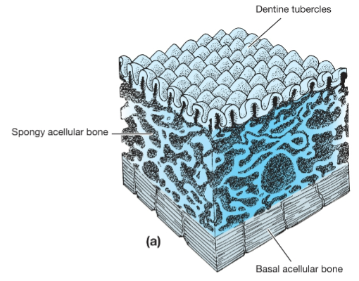 <p>Made up of aggregations of odontodes - toothlike elements in the dermis - and projections of dentine with pulp cavity and a bony base (aspidin)</p><p>Very similar to the placoid scales of sharks</p>