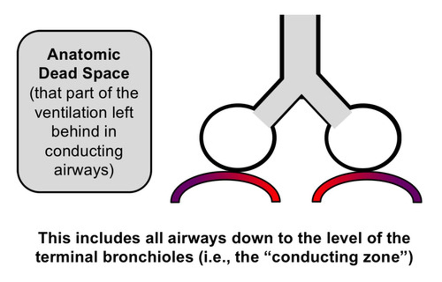 <p>normal and present in all individuals; this refers to the conducting airways where no gas exchange occurs (nasopharynx down to end of terminal bronchioles)</p>