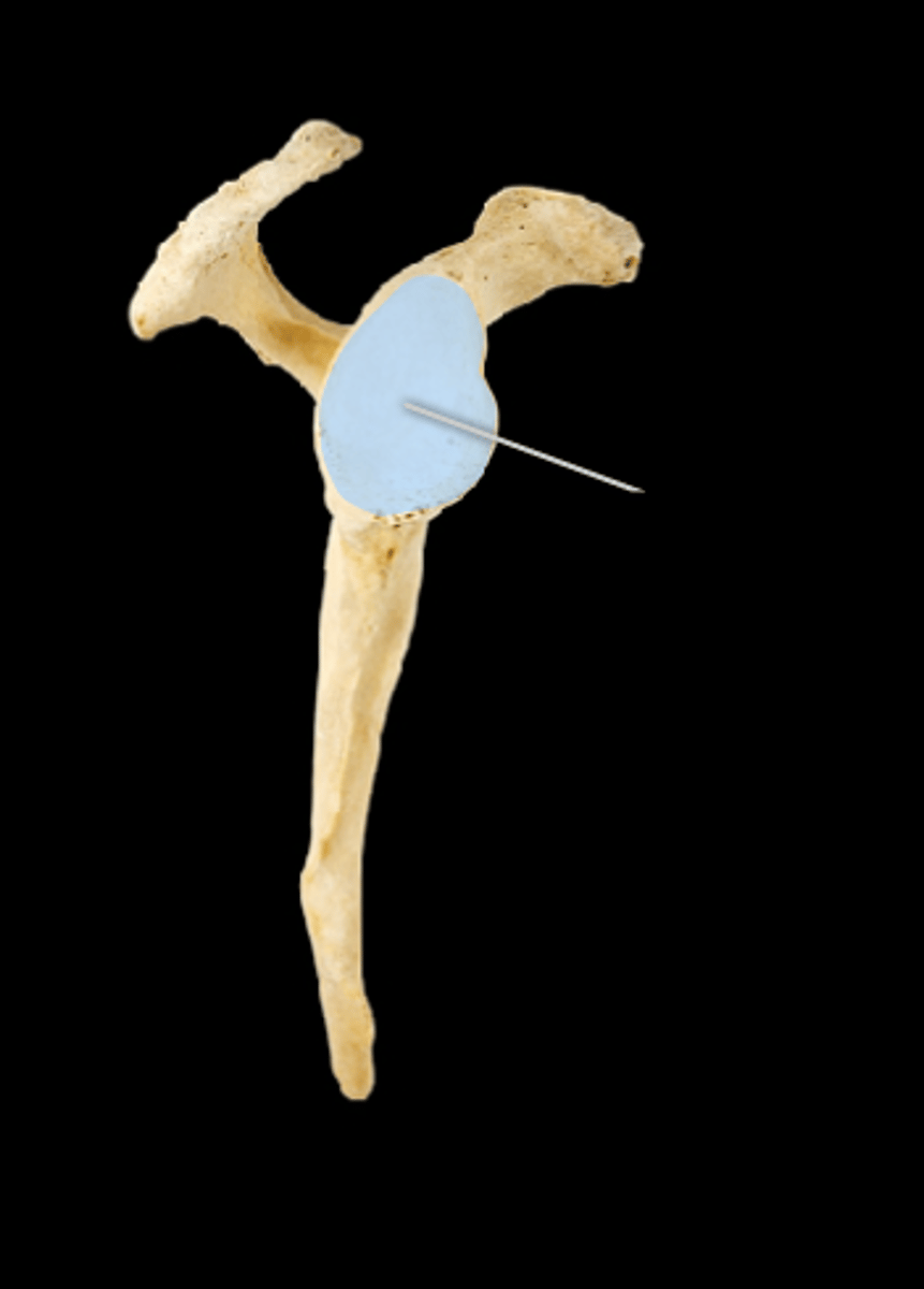 <p>Articulation where the head of humerus and scapula meet</p>