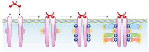 <p>• Large extracellular binding domain connected via a single</p><p>membrane spanning α-helix to the intracellular domain</p><p>(tyrosine kinase enzyme)</p><p>• Activation of the receptor polypeptide chains usually involved</p><p>dimerization followed by autophosphorylation of tyrosine</p><p>residues. Relay proteins bind to the phosphorylated tyrosines</p><p>and activate downstream signalling</p>