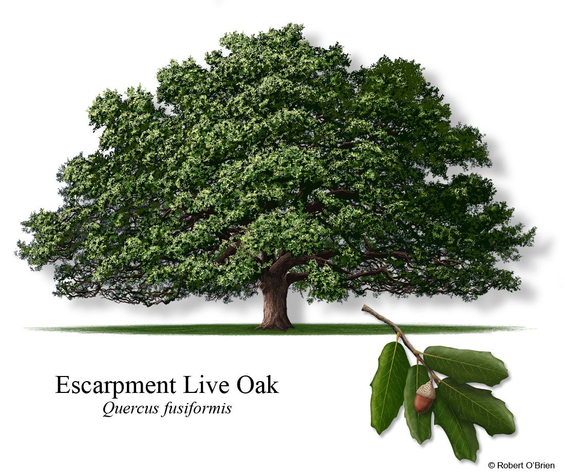 <p>Quercus Fusiformis</p>
