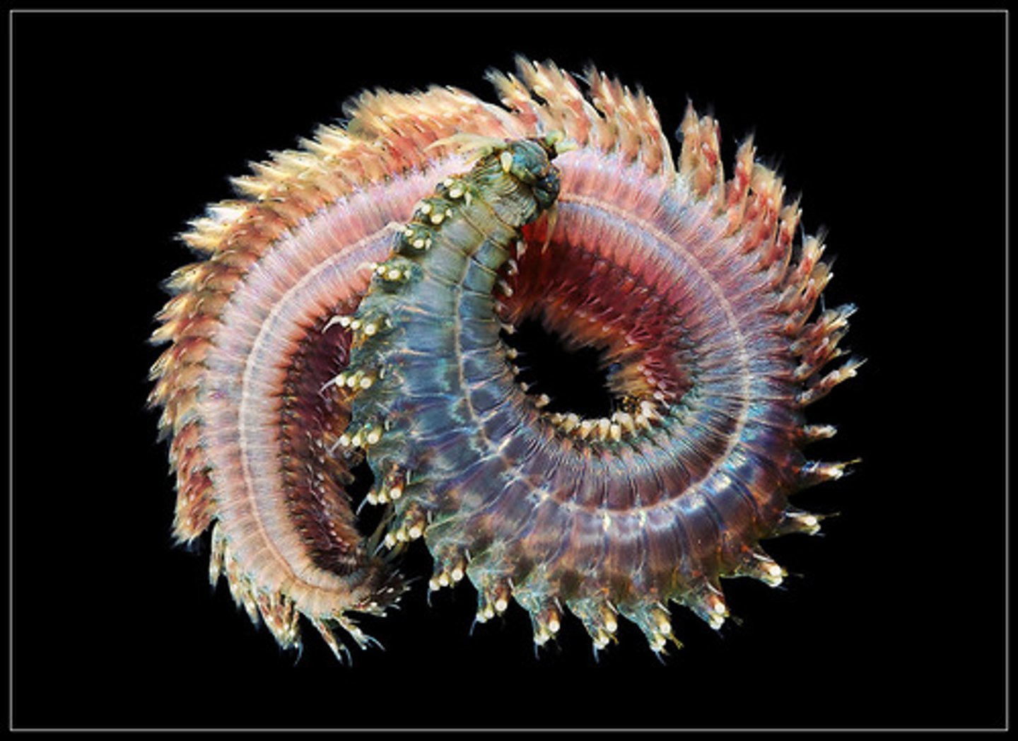 <p>Are brightly colored Polychaeta sedentary or are they not sedentary?</p>