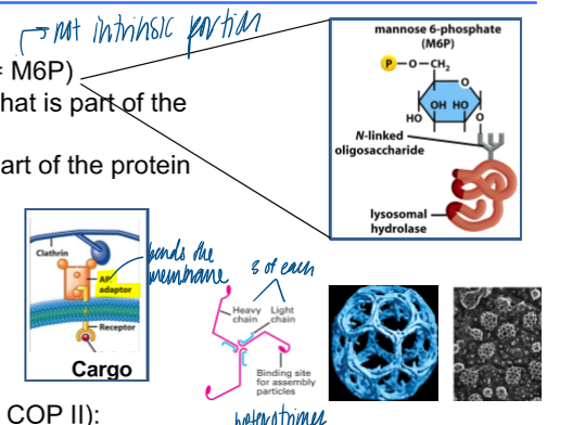 <p>sorting signal: M6P </p><ul><li><p>a phosphorylated sugar that is part of the n-glycan (NOT a domain that is a part of the protein) </p></li><li><p>generated in cis-golgi </p></li></ul><p>receptor: M6P receptor </p><p>vesicle coat: clathrin </p><ul><li><p>2 layers of the coat (like COPII) </p></li><li><p>inner layer: adaptors → interact with the cargo </p></li><li><p>outer layer: clathrin → membrane curvature </p></li></ul><p></p>