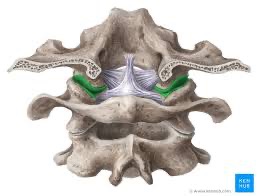 <p>atlanto-occipital articulation</p>