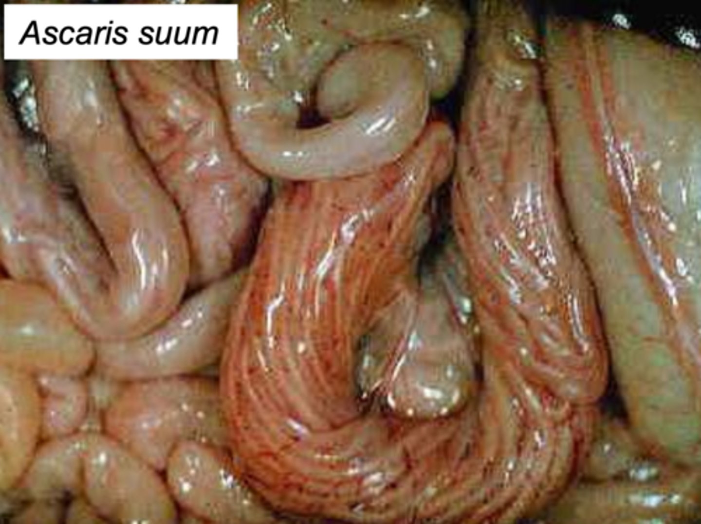 <p>what is the morphological adaptation we see here?</p>