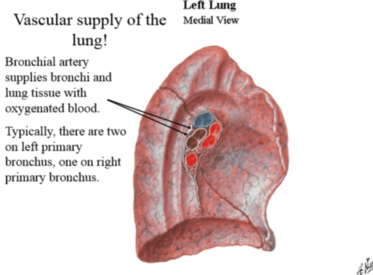 <p>Pulmonary artery = major supplier of blood to the lungs</p><p>provides deoxygenated blood for gas exchange</p><p>Bronchial artery = supplies nutrients and removes waste from bronchi</p><p>provides collateral blood flow to remainder of lung parenchyma</p>