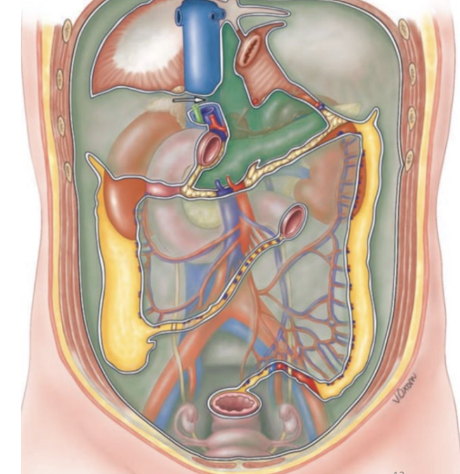 <p>(behind the peritoneum)</p><ul><li><p>organs that only have visceral peritoneal on their anterior surface OR do not come in contact with the peritoneum at all</p></li><li><p>parts of pancreas</p></li><li><p>kidneys</p></li><li><p>duodenum</p></li><li><p>ascending &amp; descending colon</p></li></ul><p></p>