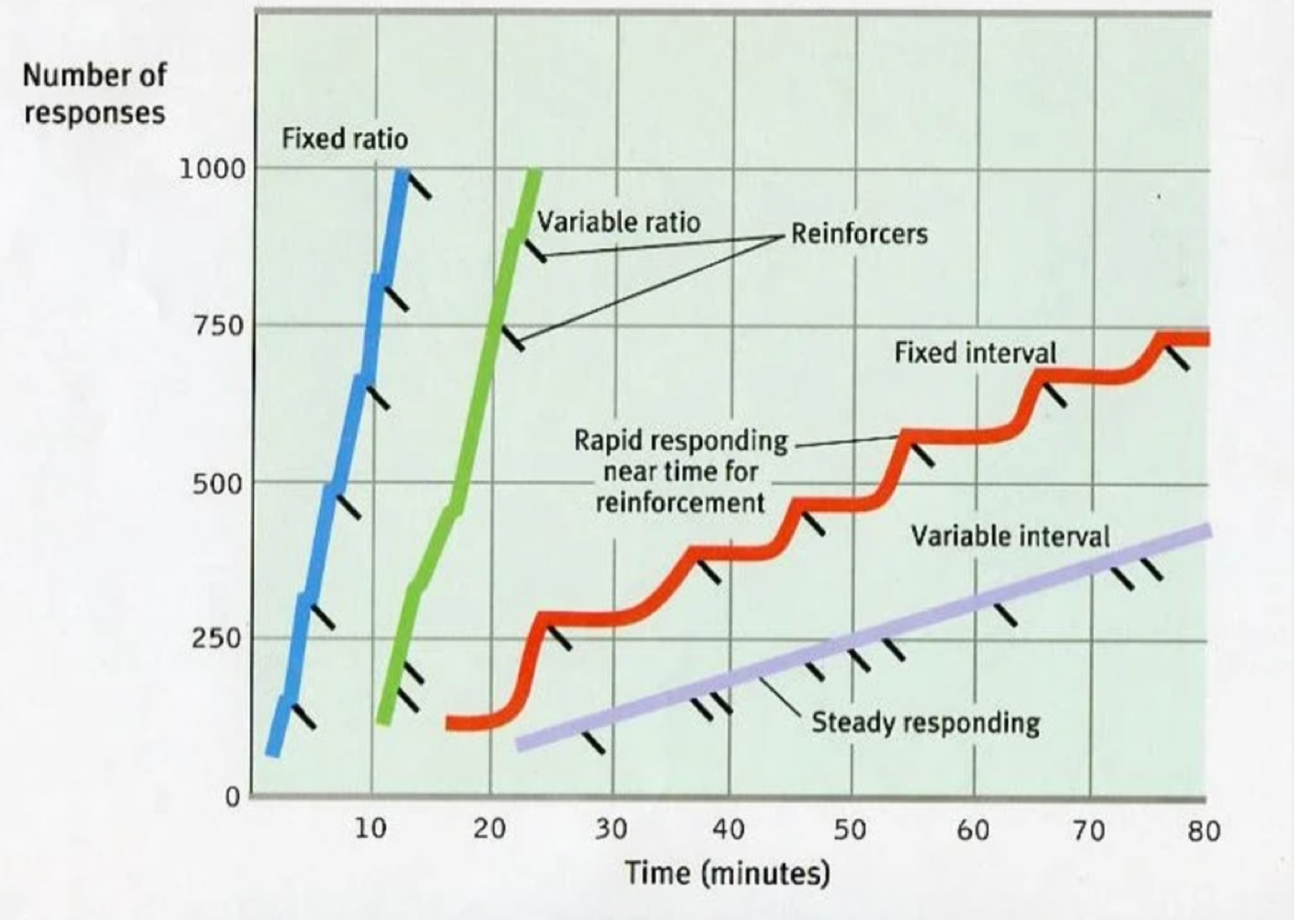 <p>Ratio (responses) Schedules vs Interval (time) schedules</p><p>fixed ratio —&nbsp;Reinforcement is delivered after a set, predictable number of responses.</p><p>variable ratio — Reinforcement is delivered after an unpredictable, variable number of responses. most resistant to extinction because you don’t know when reward will come. ex. gambling. consistent, persistent&nbsp;</p><p>Fixed interval —&nbsp; Reinforcement is delivered for the first response that occurs after a specific, predictable amount of time has passed. Good before because you know reward is gonna happen, behavior decreases after reward. Ex. trying a lot harder because you know youre going to get a raise&nbsp;</p><p>Variable interval&nbsp;- Reinforcement is delivered for the first response that occurs after an unpredictable, variable amount of time. constantly doing it because you don’t know when reward will happen</p>