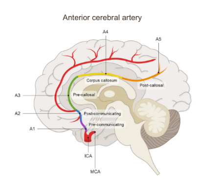 <p>arterial blood supply to the inner medial (towards the midline) surfaces of the frontal and pariteal lobes</p>