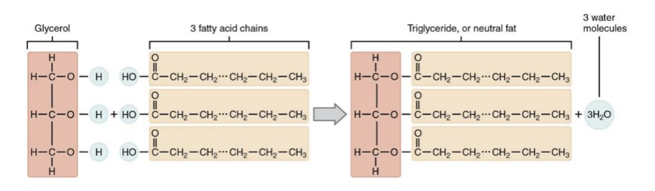 <p>Ester bonding links fatty acids to glycerol</p>