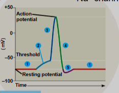 <p>Action Potentials</p>