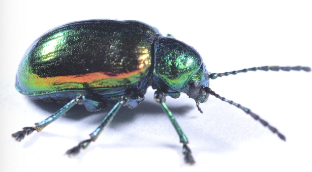<p>bright iridescent structural colours - not totally sure why </p>