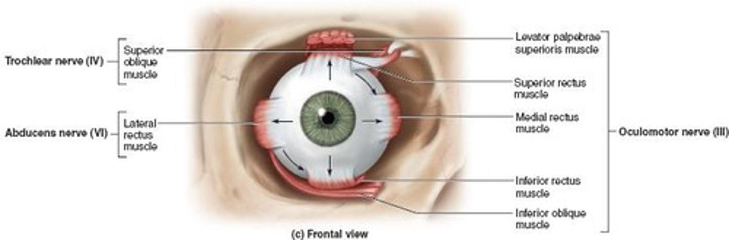 <p>Muscles controlling eye movement in various directions.</p>