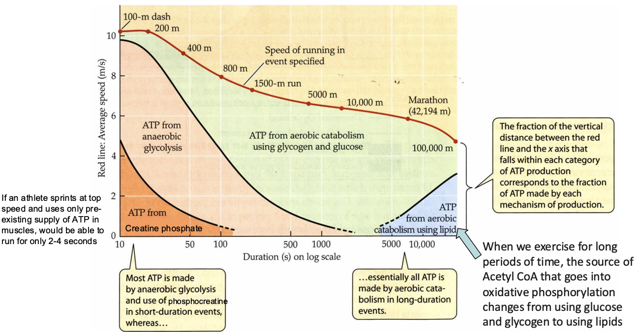 <p>When exercising, ________ nervous system activity increases. _______ rate increases (in muscle cells, liver, etc.). _______ of source of ATP changes over duration of exercise</p>