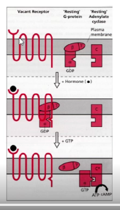<ol><li><p>resting g-protein: alpha subunit associated w/GDP (inactive)</p></li><li><p>hormone binds, conformational change to alpha subunit</p></li><li><p>change allows for exchange of GDP —> GTP</p></li><li><p>alpha subunit released and activates 2nd messenger </p></li></ol><p></p>