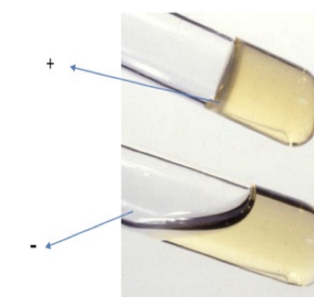 <p>A- what is the name of the test</p><p>B- what is the principal of the test</p><p>C- Give example of +ve organism</p><p>D- Give example of -ve organism</p>