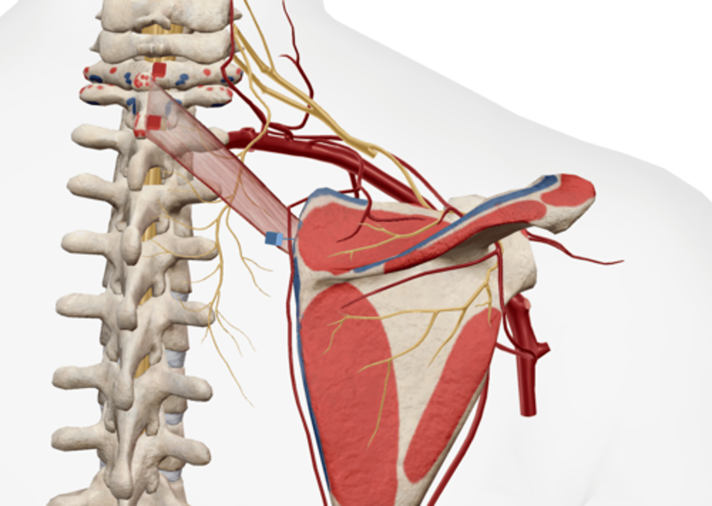 <p>medial border of scapula superior to spine</p>
