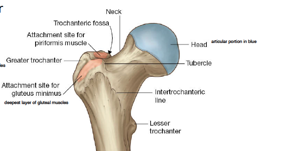-there is the shaft, then neck and then head of the femur 
-there is the greater trochanter laterally, which offers attachment sites for muscles
-then there is divet between trochanter and neck called the trochanteric fossa 
-then medially and lower there is the lesser trochanter and has trochanteric line between the two anteriroly and posteriorky there is the intertrochanteric crest 
-a bit lower posteriorly there is the gluteal tuberosity 
-there is the pectineal line (spiral line) that kind of loops around from the intertrochanteric line and joins to make linea aspera (separates medial and anterior thigh muscles 