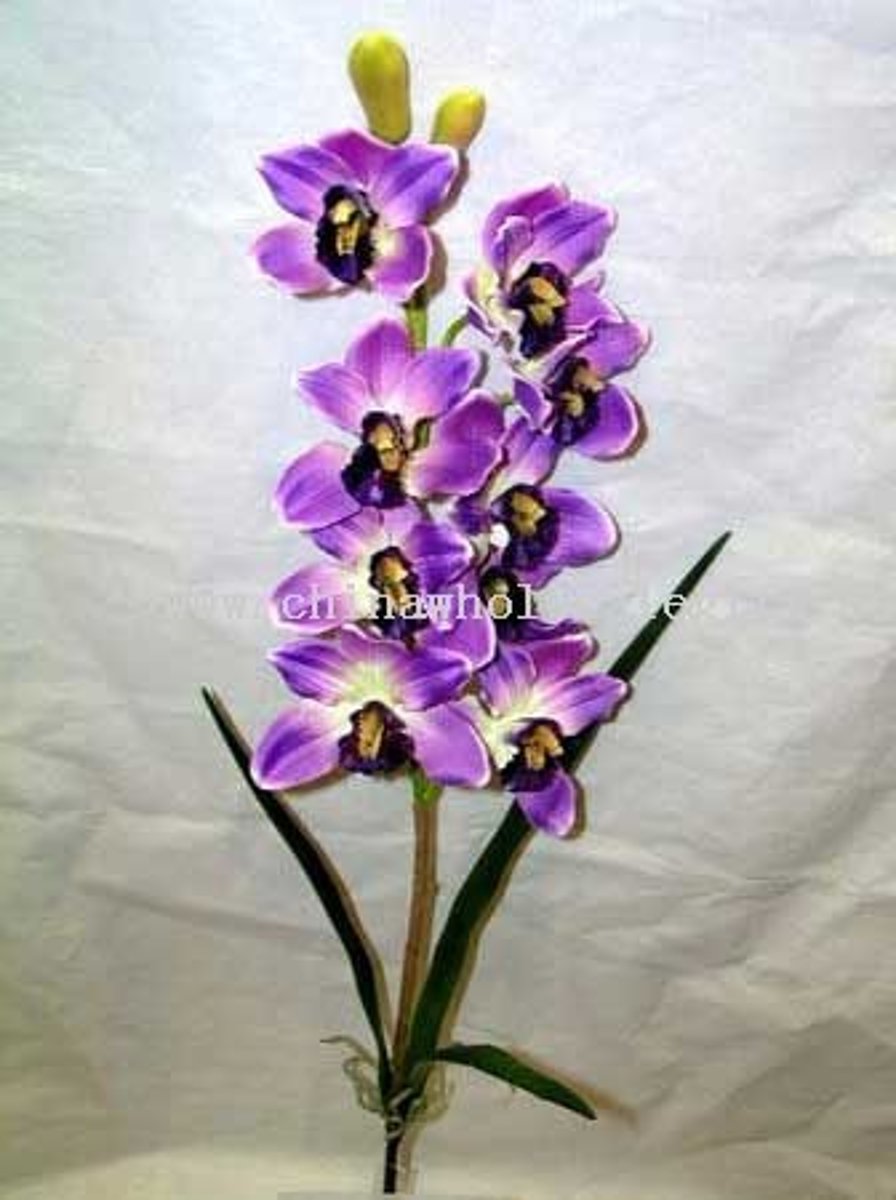 <p>Cymbidium cv.</p>