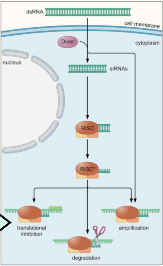 <ol><li><p>dsRNA introduced from outside the cell</p></li><li><p>enzyme Dicer cleaves the dsRNA randomly into 22 bp fragments → siRNAs (small-interfering RNAs)</p></li><li><p>protein complex RISC binds to ds-siRNA, causing it to denature</p></li><li><p>siRNA:RISC complex can:</p><ul><li><p>bind to complementary mRNA and prevent translation</p><p>OR</p></li><li><p>cleave and degrade target mRNA</p><p>OR</p></li><li><p>amplify and produce more siRNA molecules</p></li></ul></li></ol><p></p>