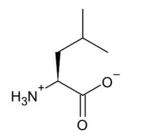 <p>Leucine </p>