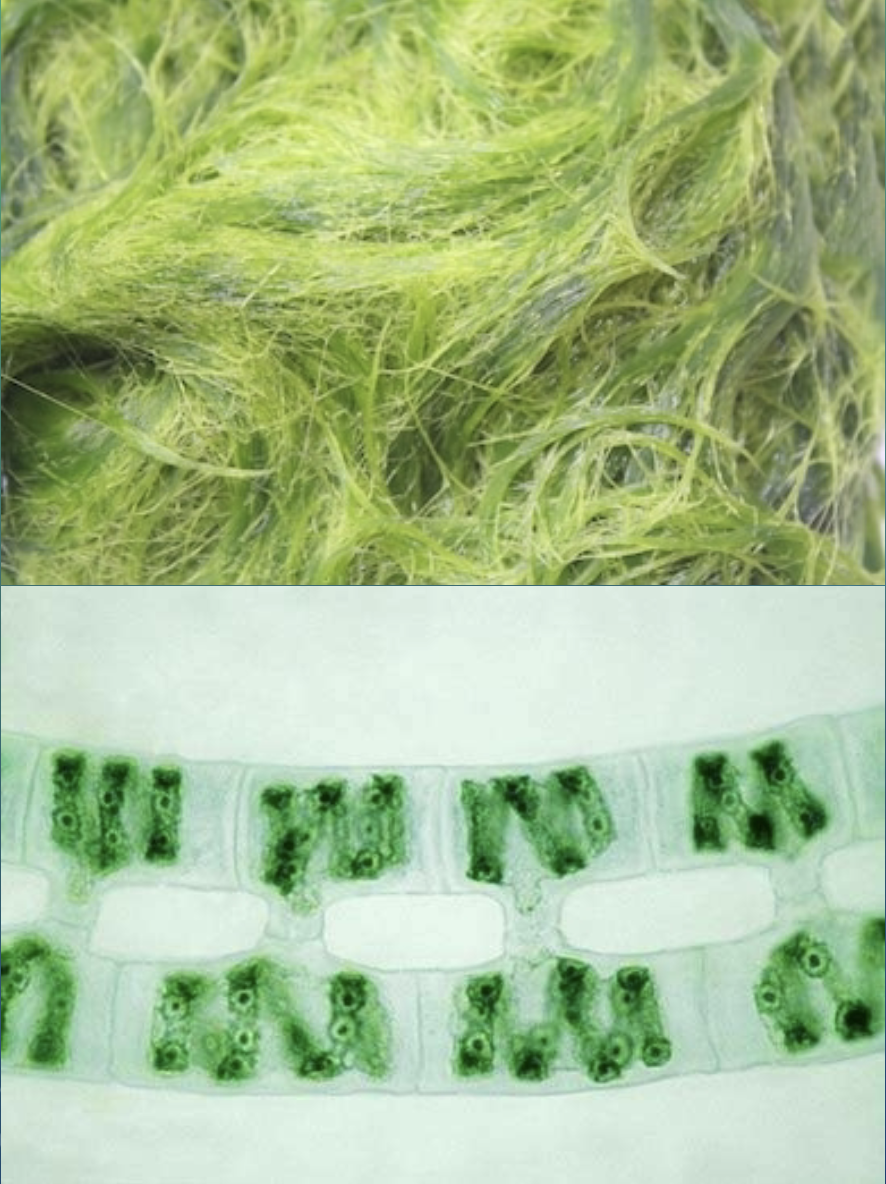 <p>usually haploid, cell contents spill into each other to form zygote. A streptophyte</p>