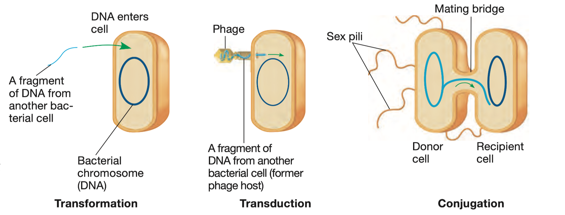 <p><strong><u>10.22 - 10.23 : Horizontal Gene Transfer</u></strong></p><p>→ <em>how bacteria produces new combinations of genes</em></p><p>3 mechanisms by which genes can move from one cell to<span> </span>another:<span> </span></p><p><strong><mark data-color="purple" style="background-color: purple; color: inherit;"><span>Transformation</span></mark></strong></p><p>→ The uptake of foreign DNA from the<span> </span>surrounding environment</p><p><strong><mark data-color="purple" style="background-color: purple; color: inherit;"><span>Transduction</span></mark></strong></p><p>→ The transfer of bacterial genes<span> </span>by a phage<span> </span></p><p><strong><mark data-color="purple" style="background-color: purple; color: inherit;"><span>Conjugation</span></mark></strong></p><p>→ The <span> </span>physical union<span> </span>of two bacterial cells—of the same or different species—and<span> </span>the DNA transfer between them</p>