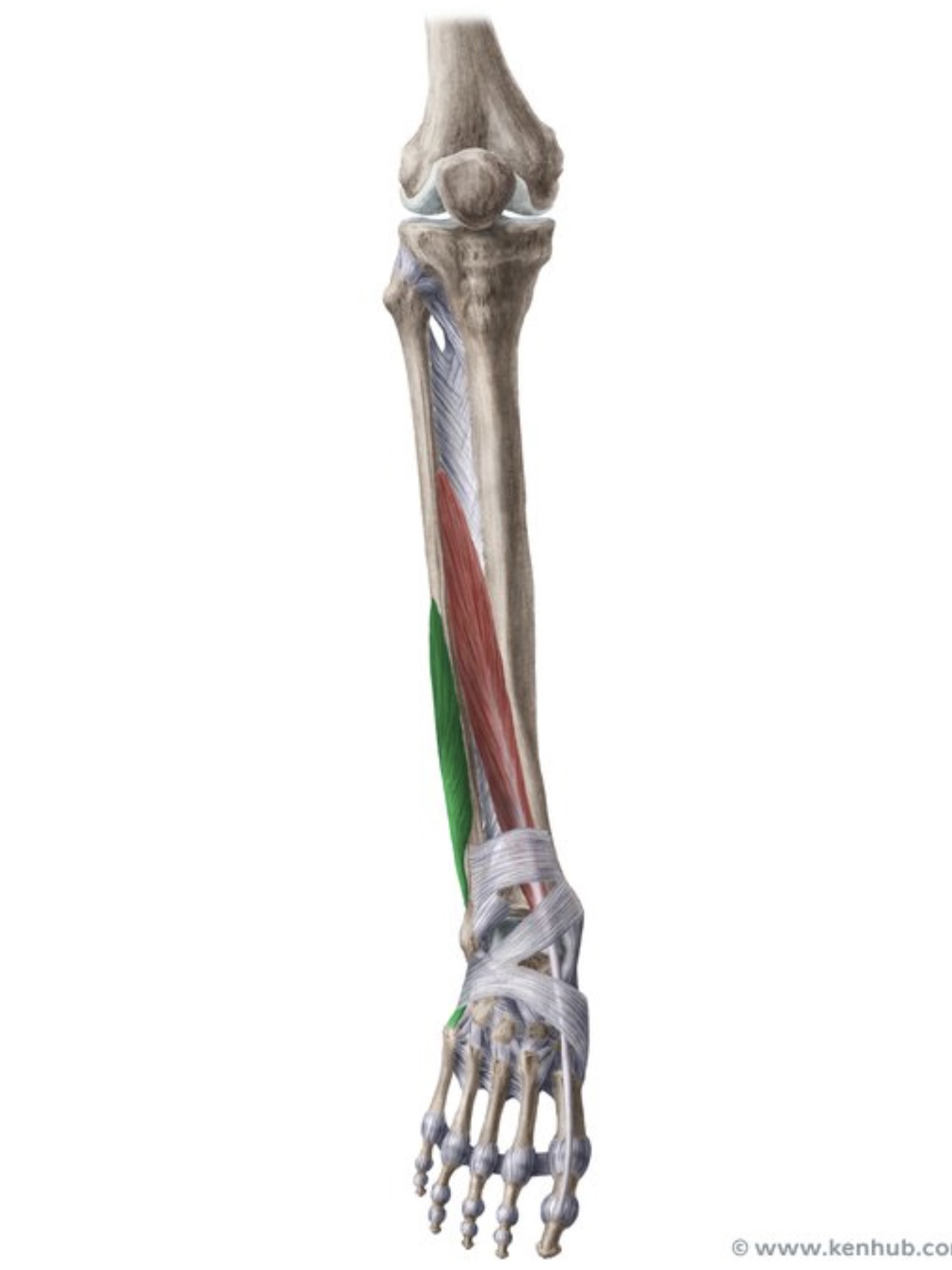 knowt flashcard image