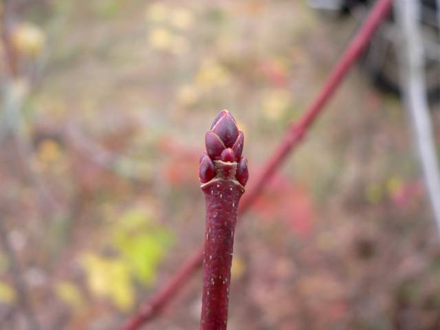 Blade: Simple, five-lobed with deep sinuses. Leaf Margins - Ends of lobes sometimes deeply and doubly- acuminate lobed, 3 to 6 inches long
Reproductive: buds are red to reddish-brown; male flattened, ovoid; female clustered, 1/8 inches 
Bark: pale gray and smooth when young. As the tree grows older, the bark becomes develops scaly plates, becoming almost shaggy