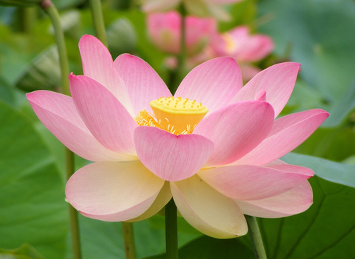 <p>the flower</p>