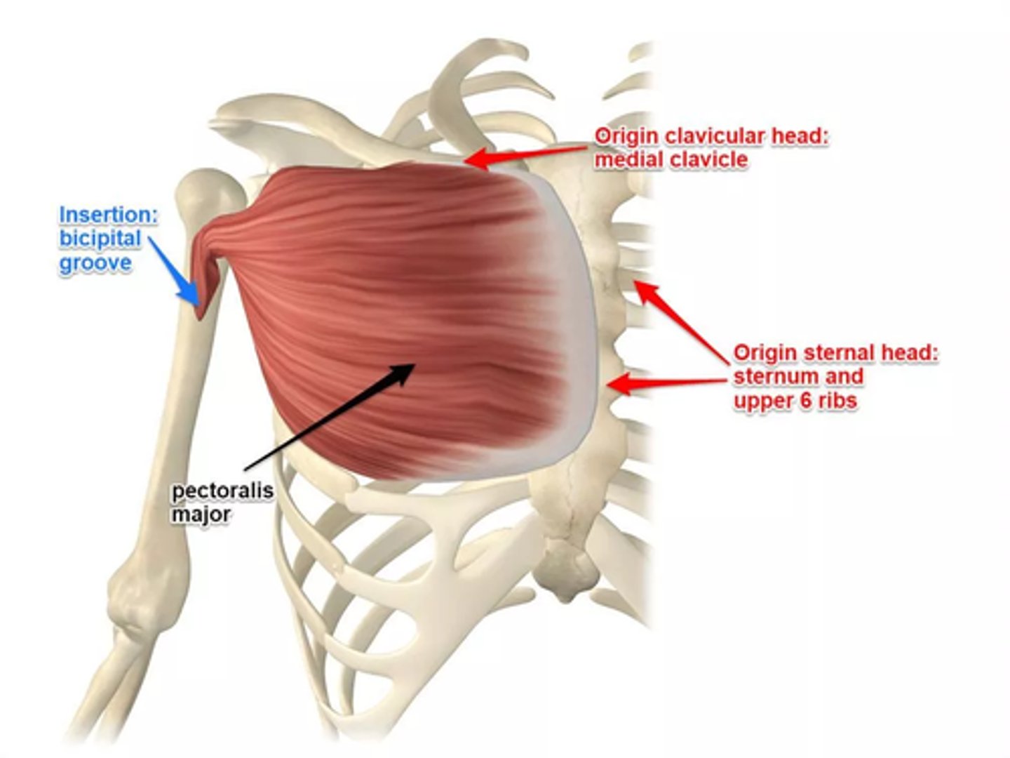<p>bicipital groove of humerus</p>