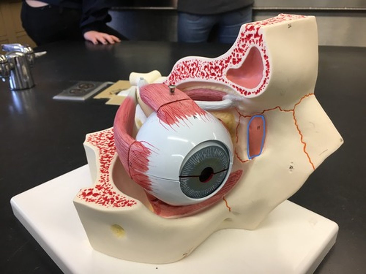 <p>usually stemming from obstruction of the flow of tears into the nose; Tears leave the eye through small openings called puncta in the inner corner of the eye and flow into the nasolacrimal canal.</p>