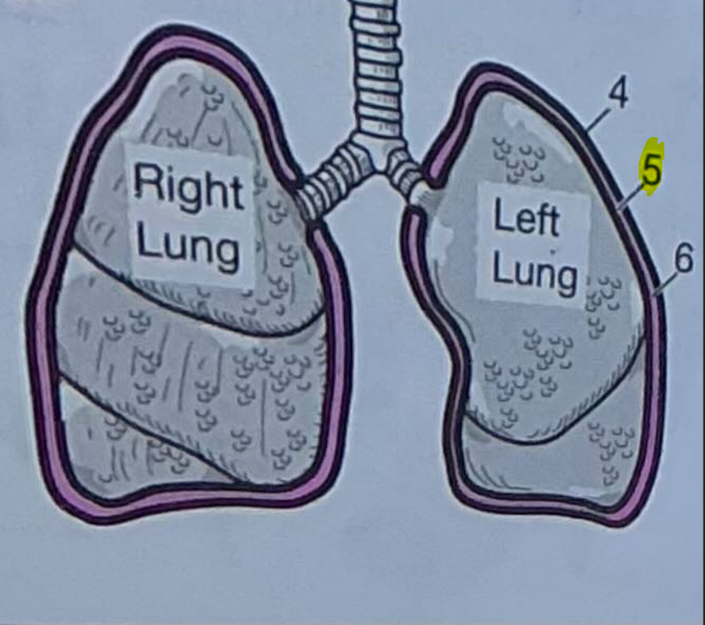 <p>Innermost layer of serous membrane around lungs</p>