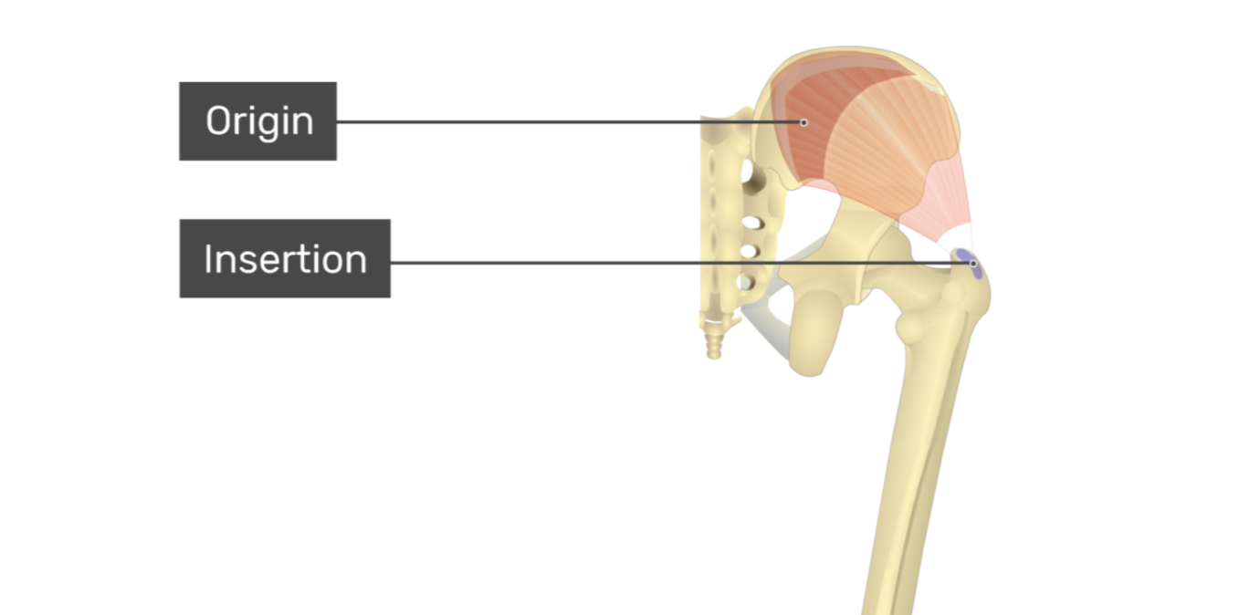 <p>gluteus medius</p>