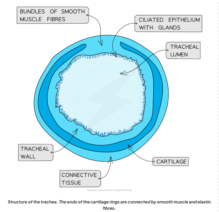 <p>- Connective tissue in joints, nose, ear, trachea.</p><p>-Function= provide support</p><p>- Contains <strong>chondrocyte cells</strong> embedded in extracellular matrix.</p><p>- Collagen &amp; elastin fibres → strong &amp; flexible, prevents bone friction.</p>