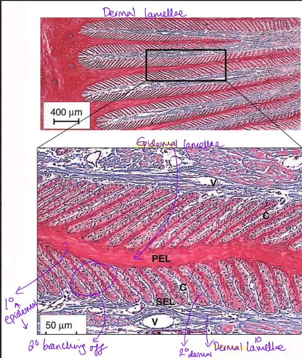 <p>Dermal/Secondary Lamellae</p><p>Cross-section </p><p>hoof wall (stratum internum of epidermis)→ lamellae → dermis → distal phalanx</p>