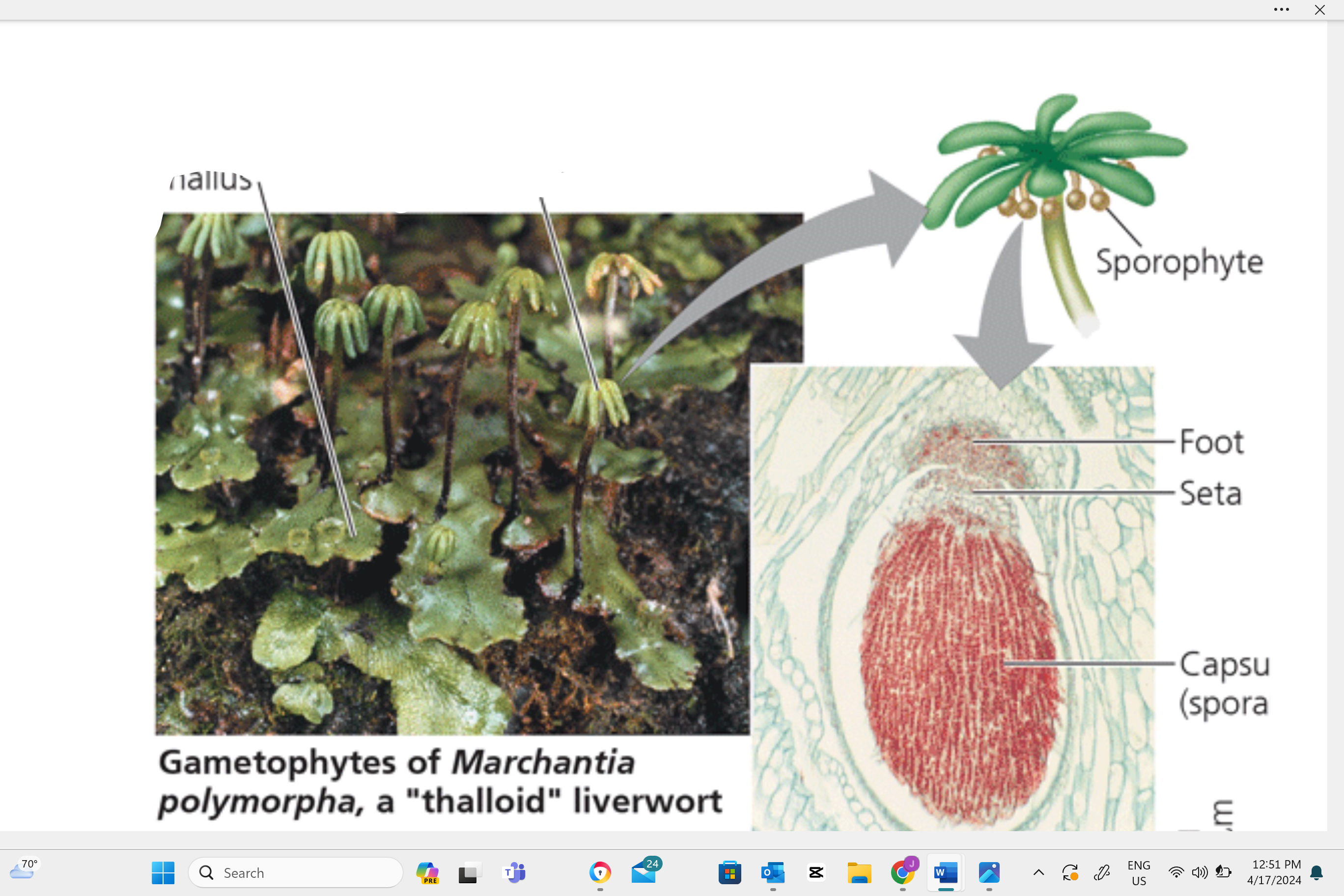 <p>Identify the type of reproductive cell produced in this structure.</p>