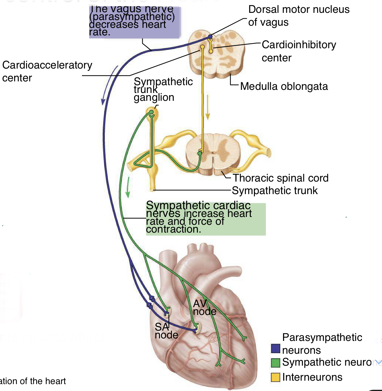 <ul><li><p>can modify heart rate; brain isnt telling your heart to beat but is modifying it based on sensory inputs</p></li><li><p>autonomic innervation of the SA node= major means of regulation: sympathetic nervous system stimulate heart to beat faster (innervate at SA node, AV node, atria, and ventricles); vagus nerve/parasympathetic nervous system decrease heart rate (innervate only at SA node and AV node)</p></li></ul>