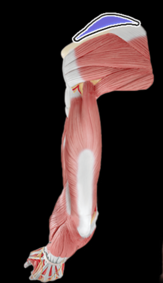 <p>What Muscle Is Highlighted?</p>