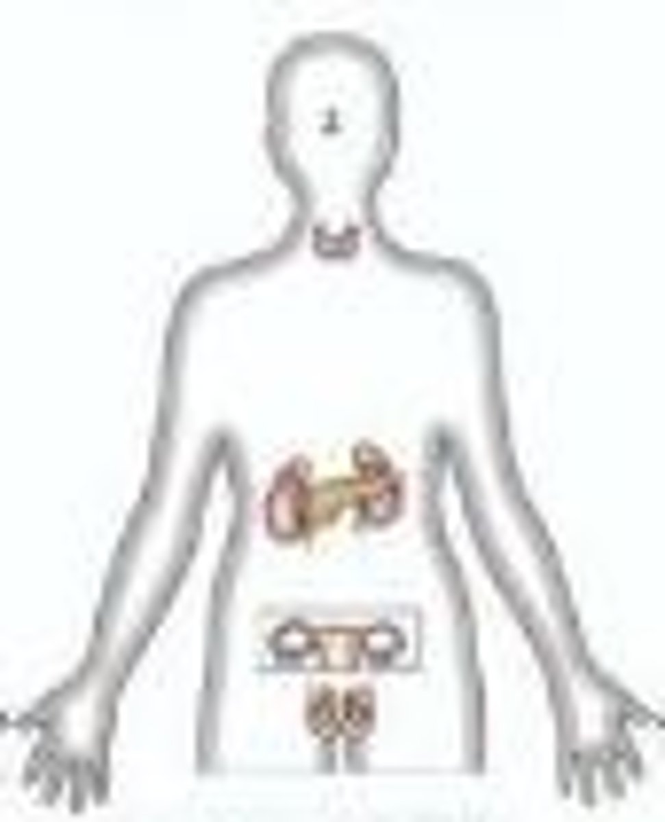 <p>regulates the body through hormones and glands</p>