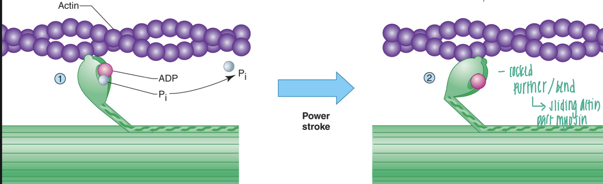 <p>the release of phosphate upon binding cocks the myosin head, producing a power stroke that pulls the THIN filament; keep pulling actin in one direction</p>